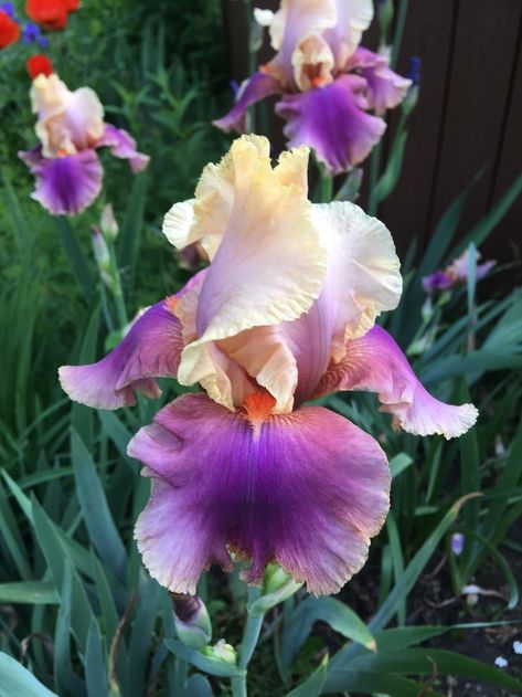 Bloom photo of Tall Bearded Iris (Iris 'Colette Thurillet') uploaded to Garden.org by Lbsmitty How To Plant Bearded Iris, Bearded Iris Bouquet, Tall Bearded Iris Gardens, Iris Pseudacorus, Iris Reticulata, Iris Garden, Bearded Iris, Tulips, Cactus