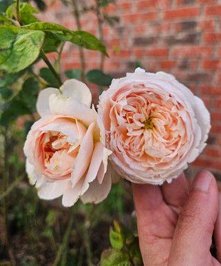 Evelyn rose review: How does it perform in hot & humid climate? Black Eyed Susan Vine, Slim Pickens, Evelyn Rose, Waterfall Garden, David Austin Rose, Grace Rose, Plant Types, Rare Roses, Austin Rose