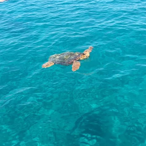 Greece Sea Aesthetic, Greece Aesthetics Zakynthos, Greece Turtles, Greece Ocean Aesthetic, Zakynthos Greece Aesthetic, Sea Aethstetic, Greece Ocean, Greece Zante, Sea Turtle Aesthetic