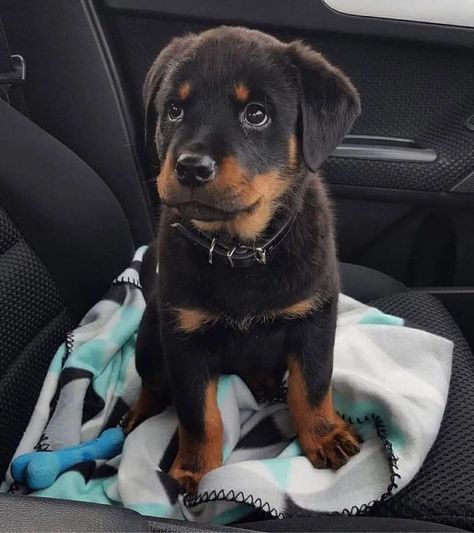 Dogs Rottweiler, Rottweiler Puppy, Rottweiler Love, Rottweiler Lovers, Really Cute Puppies, Really Cute Dogs, Rottweiler Puppies, Rottweiler Dog, Cute Animals Images