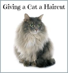 This is a guide about giving a cat a haircut. Long haired cats sometimes need to have their hair cut or mats removed. Cat Haircut, Long Haired Cat, Long Hair Cat, Purebred Cats, Sick Cat, Cat Proofing, Cats Photos, Persian Cats, Cat Language