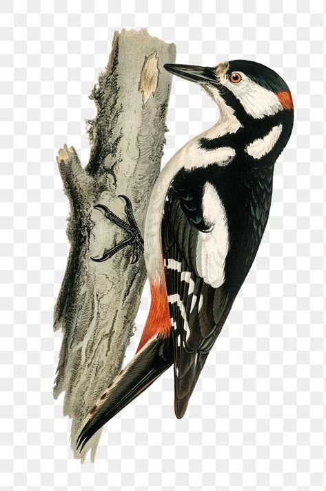 Woodpecker Illustration, Spotted Woodpecker, Black Capped Chickadee, Bird Clipart, Free Illustration Images, Wright Brothers, John James Audubon, Bird Drawings, Bird Illustration