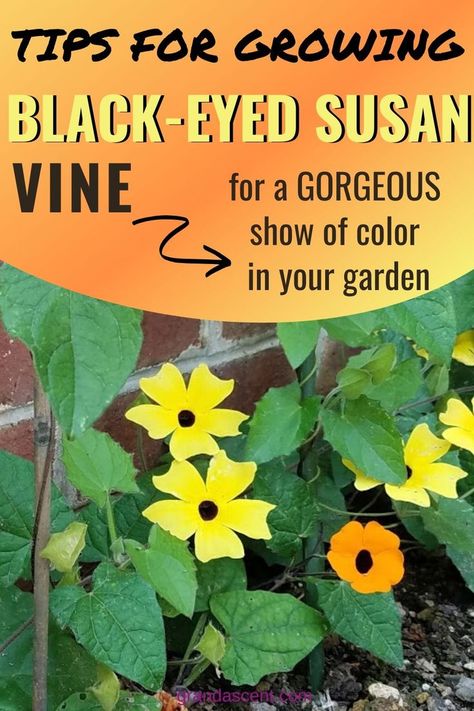 Want a summer filled with pretty blooms? Try growing a few black-eyed Susan vines for a gorgeous summer show. With flowers colored orange, yellow and white, black eyed Susans mix well with lots of flowers to create stunning, cascading containers or beautiful climbing trellises. #blackeyedsusan #summerflowers #flowers #climbingflowers #yellowflowers #orangeflowers Black Eyed Susan Vine Container, Black Eyed Susan Vine Trellis, Black Eye Susan Vine, Black Eyed Susan Vine Ideas, Colorful Patio Decor, Climbing Flowering Vines, Black Eyed Susan Vine, Plants Vines, Black Eyed Susans