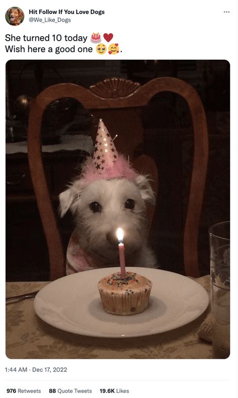 Happy Birthday Buddy, Cut Animals, Bumbo, Happy Birthday Baby, Dog Birthday Party, Today Is My Birthday, Funny Animal Memes, All Things Cute, Dog Birthday