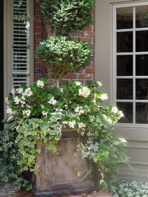 . Boxwood Topiary, Garden Urns, White Planters, Garden Containers, Topiaries, River House, White Gardens, Outdoor Planters, Container Plants