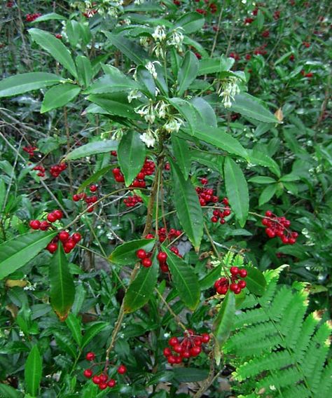 photo courtesy of Les Harrison Plants In Florida, Cottage Plants, Coral Berry, Golden Rain Tree, Florida Landscaping, Florida Gardening, Potato Vines, Zone 9, Garden Solutions