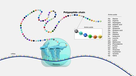 Peptide Chemical Bonds, Chemical Bond, Media Images, Amino Acids, Right Side, Media, Chain