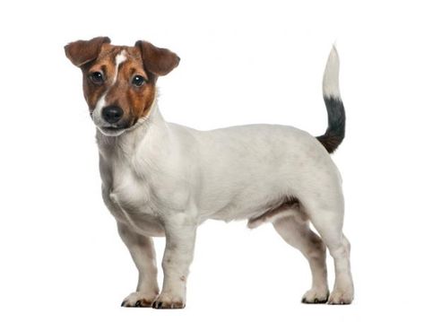 Cane Jack Russell Terrier: caratteristiche e foto Jack Russell Terriers, Russell Terrier, Jack Russell Terrier, Jack Russell, Ui Design, Labrador Retriever, Herbs, Nutrition, Dogs