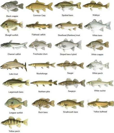 Different types of freshwater fish. Fish Chart, Ikan Air Tawar, Fishing Techniques, Fishing Knots, Types Of Fish, Freshwater Fishing, Gone Fishing, Fish Camp, Going Fishing