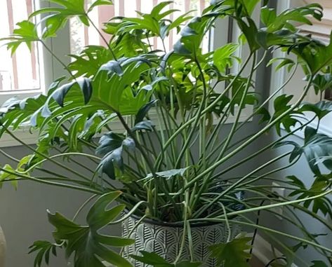 Propagating Philodendron Xanadu: Step-by-step Guide Propagating Philodendron, Propagate Philodendron, Xanadu Plant, Philodendron Lynnhannoniae, Xanadu Movie, Philodendron Xanadu, Silversword Philodendron, Soil Testing, New Roots