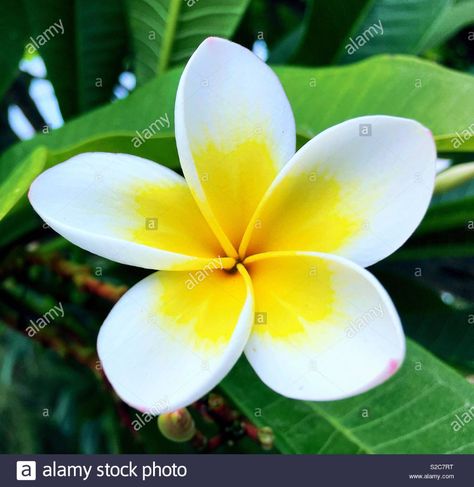 Plumeria Alba, Plant Sculpture, Image Processing, Tropical Paradise, Tropical Flowers, Flower Painting, Photo Image, Paradise, High Resolution