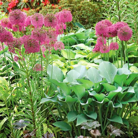 Tall Shade Plants, Garden Checklist, Hosta Gardens, Sun Loving Plants, Spring Flowering Bulbs, Summer Plants, Garden Guide, Spring Bulbs, Hardy Plants