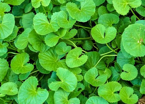 Gotu Kola: How to Grow the Plant, Also Called Indian Pennywort Edible Grass, Herb Garden Pots, Garden Inspo, Gotu Kola, Gardening Trends, Garden Animals, Gardening 101, Sustainable Garden, Public Garden