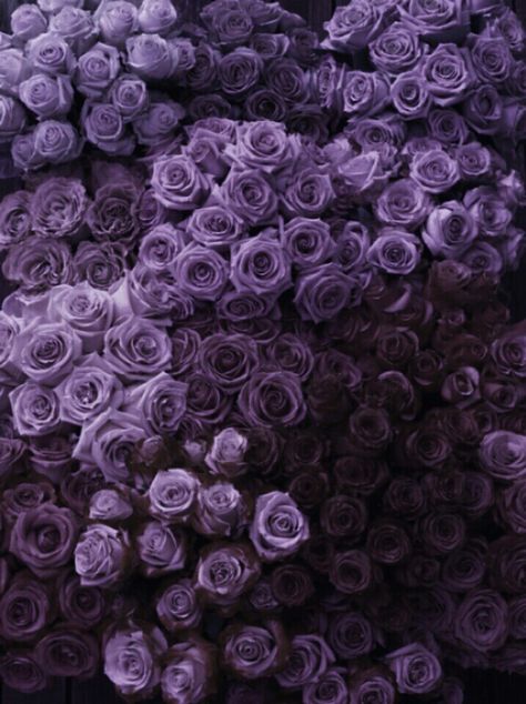 Purple roses Violet Aesthetic, Purple Vibe, Lavender Aesthetic, Rainbow Aesthetic, Purple Reign, Trendy Flowers, Purple Love, All Things Purple, Aesthetic Colors