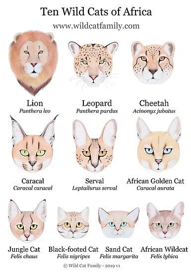 Most people know the three big cats of Africa – the Lion, Leopard and Cheetah, but very few know the other seven smaller wild cats. / There are also three medium sized cats – the Caracal, Serval and African Golden Cat. / And there are four small sized cats – the Jungle Cat, Black-… • Millions of unique designs by independent artists. Find your thing. African Wild Cat, Black Footed Cat, Wild Cat Species, Caracal Cat, African Cats, Small Wild Cats, Serval Cats, Cat Species, Jungle Cat