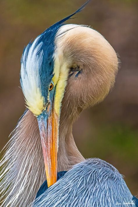 Crane Bird Photography, Blue Heron Photography, Blue Heron Art, Heron Photography, Blue Crane, Heron Bird, Big Birds, Heron Art, Bird Identification