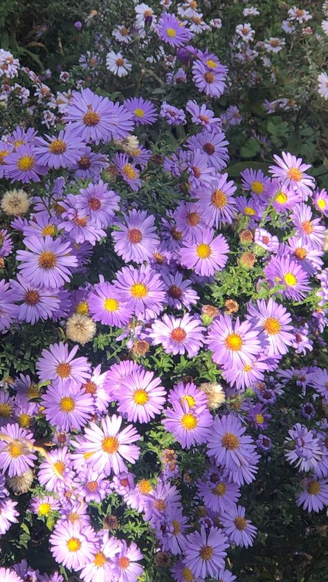 Aster Flowers Wallpaper, Angelica Flower, September Aster, Aster Flower, Arte Peculiar, Flower Cottage, Vintage Flowers Wallpaper, Flower Wallpapers, Purple Garden