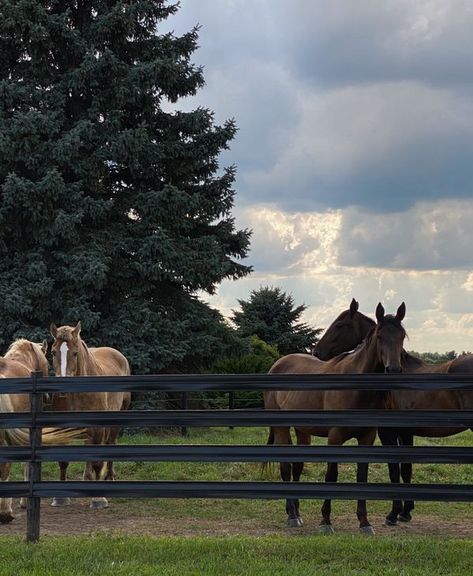 ralucapop | VSCO Canadian Horse, Stick Season, Elsie Silver, Country Aesthetic, Horse Inspiration, Horse Aesthetic, English Riding, Ranch Life, Garden Living