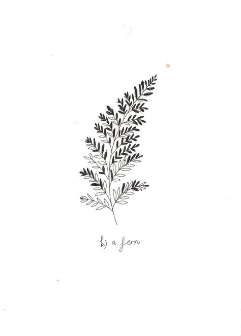 Baby Fern - Katt Frank.                                                       … Fern Pen Drawing, Fern Illustration Simple, Fern Doodle Simple, Simple Fern Drawing, Fern Tattoo Simple, Fern Illustration, Fenrir Tattoo, Ryn Frank, Tattoo Diy