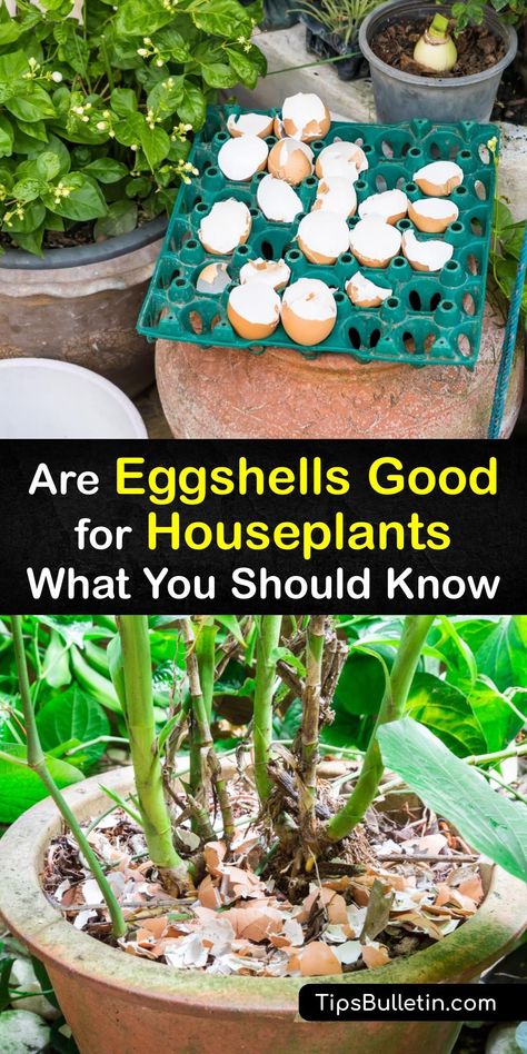 Discover ways to use a leftover eggshell to feed potted plants. If your houseplant lacks calcium, consider using eggshells as natural houseplant fertilizers by making an eggshell tea or working crushed eggshells into the soil. #eggshell #fertilizer #houseplants What Can You Do With Eggshells, Eggshells For House Plants, Eggs Shells For Plants, How To Use Eggshells For Plants, How To Use Egg Shells In The Garden, How To Use Egg Shells For House Plants, Egg Shell Fertilizer For Plants, Egg Water For Plants, What To Do With Egg Shells