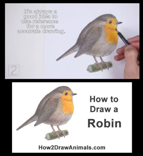 How to draw a European Robin bird with How2DrawAnimals. #robin #coloredpencil #drawing #howtodraw Easy Robin Drawing, Robin Drawing Simple, How To Draw A Robin Step By Step, How To Paint A Robin Acrylic, Robin Watercolour Tutorial, Robin Drawing, European Robin, Easy Animals, Pencil Drawings Of Animals