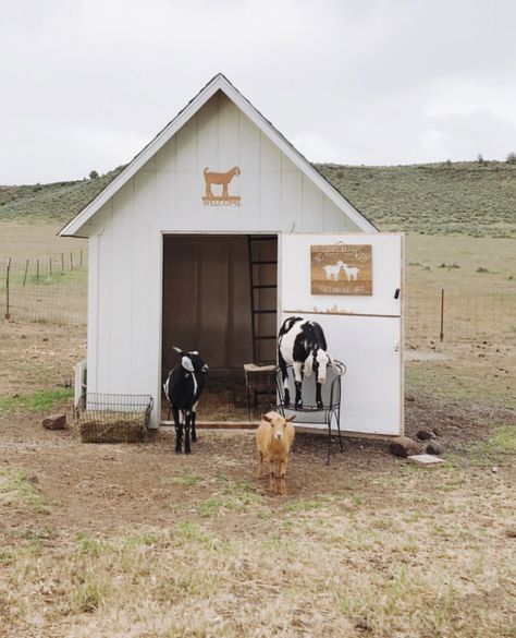 Cute Goat House, Farm Animals House, Farm Animal Enclosures, Goat Home, Goat Houses, Pallet Projects For Goats, Goat Shed Ideas, Farm Goat House, Small Animal Barn