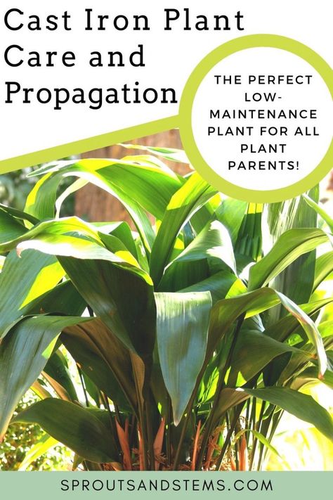 Toxic Plants For Cats, Propagate Plants, Cast Iron Plant, Plant Propagation, Indoor Plant Care, Iron Plant, Fertilizer For Plants, Plant Garden, House Plant Care