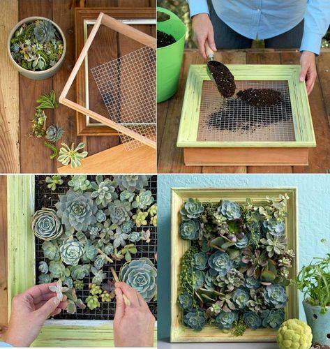 succulents in aframe Diy Planters Indoor, Succulent Wall Planter, Succulent Frame, Vertical Succulent Gardens, Succulent Garden Indoor, Succulent Wall Art, Succulent Garden Diy, Succulent Art, Vertical Gardens