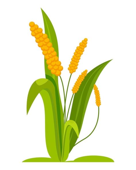 Vector millets crops agricultural plant ... | Premium Vector #Freepik #vector #wheat #barley #rice #rice-seed Rice Plant Illustration, Millet Plant, Grain Illustration, Cartoon Grass, Barley Rice, Ayurvedic Herbs, Vector Png, Millet, Barley