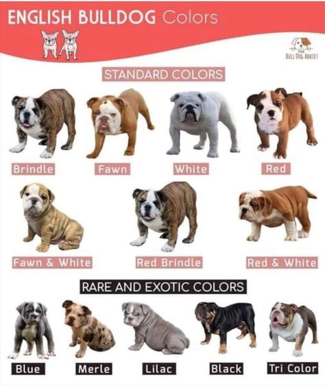 Bulldog Training, White French Bulldogs, Shingle Colors, English Bulldog Puppies, British Bulldog, Horror Music, Charles Spaniel, Western Movies, Bulldog Puppies