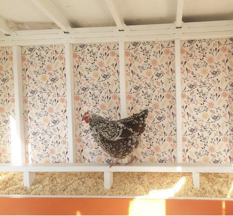 Chook Pen, Chicken Wallpaper, Cute Chicken Coops, Backyard Chicken Farming, Mini Farm, Cute Chickens, Hen House, Chicken Farm, Canine Companions