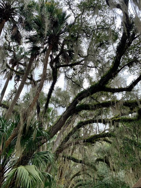 Gothic Elopement, Beachy Widgets, Florida Nostalgia, Florida Gothic, Hanging Moss, Florida Vibes, Florida Trees, Shadow Creatures, Florida Aesthetic