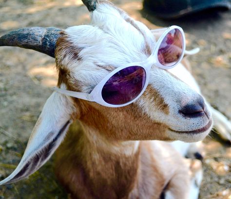 Goat in glasses Goat Pfp, Goat With Glasses, Goat Life, Keeping Goats, Mini Goats, Animals Playing, Wildlife Biologist, Cutee Animals, Goats Funny