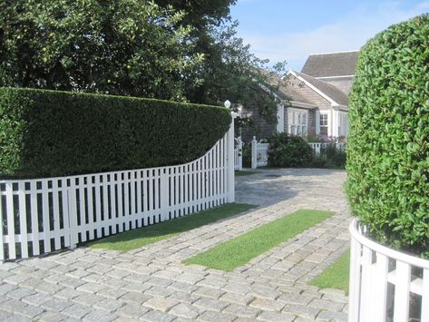 6 Unique Hedge Design Ideas - JimsMowing.com.au Privet Hedge, Laurel Hedge, Concrete Backyard, Garden Hedges, Privacy Plants, Nantucket Style, Driveway Landscaping, Garden Images, Unique Gardens