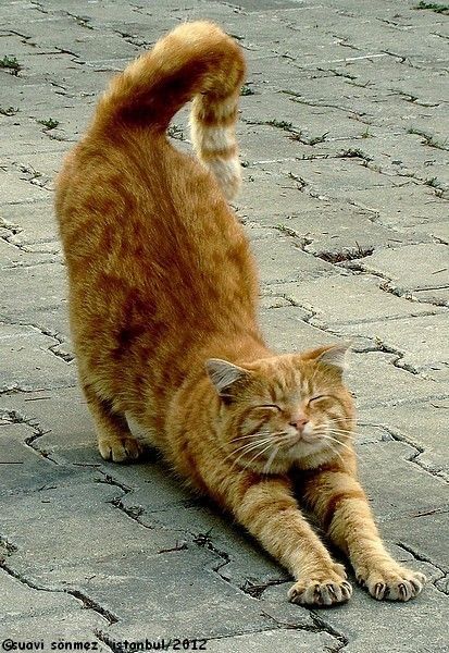 Person Stretching Reference, Orange And White Cat, Cat Stretching, British Short Hair, Cat Anatomy, Cat Cleaning, Cat Reference, Arte Van Gogh, Cat Pose