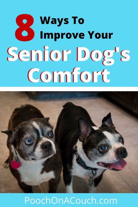 How is your senior dog's comfort? How do you know if they are in discomfort? It's hard to tell sometimes. We have 8 ways to tune in to your dog and improve your senior dog's comfort Senior Dog Care, Dog Whining, Senior Dogs Care, Mom Crafts, Dog Advice, Senior Dogs, Foster Dog, Dog Ages, Dog Exercise