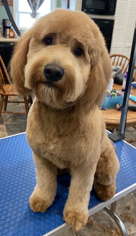 Look at this gorgeous goldendoodle with a perfect teddy bear face. Teddy Bear Face Dog Grooming, Teddy Bear Grooming Styles, Black Goldendoodle Haircuts Teddy Bears, Bernedoodle Haircut Styles Summer, Teddy Bear Haircut Goldendoodle, Golden Doodle Haircut Styles Teddy Bear, Doodle Teddy Bear Haircut, Golden Doodle Teddy Bear Haircut, Doodle Face Grooming