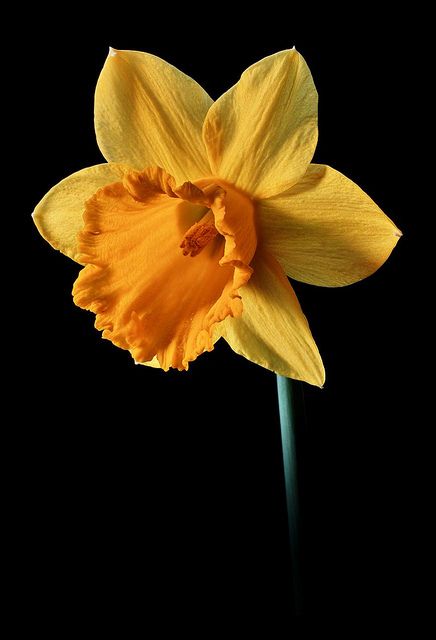 Daffodil. Hs birth flower. Resurrection, joy, respect & regard. Daffodil Flower Photography, Daffodil Photography, Gladioli, Yellow Daffodils, Daffodil Flower, Last Words, Peonies Garden, Hybrid Tea Roses, Famous Last Words