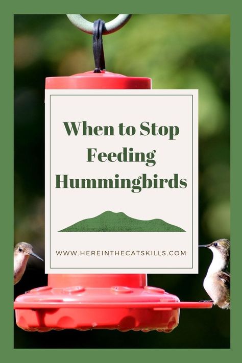 Two hummingbirds on a feeder with text reading: "When to Stop Feeding Hummingbirds" Hummingbird Garden Flowers, Feeding Hummingbirds, Homemade Hummingbird Nectar, Hummingbird Bird Bath, Homemade Hummingbird Food, Hummingbird Nectar Recipe, Hummingbird Water, Hummingbird Migration, Diy Hummingbird Feeder