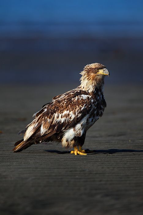 Juvenile Bald Eagle : Bald Eagle (Haliaeetus leucocephalus) - Kachemak Bay - Alaska : Nate Zeman - Fine Art Nature Photography Bald Eagle Pictures, Juvenile Bald Eagle, Magical Wings, Haliaeetus Leucocephalus, Freedom America, Masters Of The Air, Eagle Flying, Big Birds, Amazing Animal Pictures