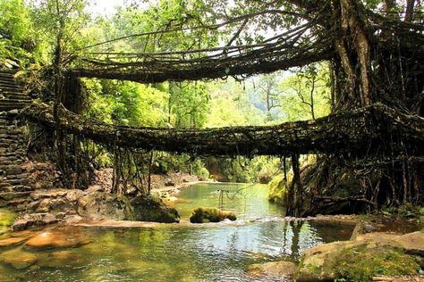 Living Root Bridge, Root Bridge, Old Bridges, Shillong, Honeymoon Places, Live Tree, Ficus Elastica, Best Honeymoon, The Tourist