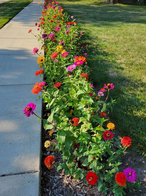 Flowers Around Gazebo, Pathway Flowers Front Yards, Wildflower Front Yard Landscaping, Flowers Along Fence, Wild Flower Landscaping, Wildflowers Around House, Flowers Along Sidewalk, Zinnia Flower Bed, Flower Beds In Front Of House