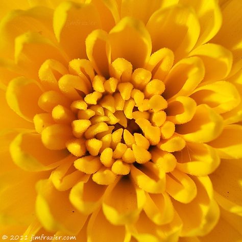 Yellow Taxi Cab, Beauty In Everything, Deep Yellow, Macro Flower, Yellow Ribbon, Yellow Aesthetic, Yellow Flower, Mellow Yellow, Shades Of Yellow