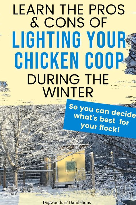 Lighting your chicken coop is such a personal decision. There are both pros and cons to using supplemental light in your chicken coop during the winter. The main reason most chicken keepers choose to light their coop is so they will have eggs during the winter. But if you do add additional light, you need to be sure you are doing it safely and at the right time. Learn why you may want to light your coop (and why you may not) so that you can make the best decision for your flock. Chicken Coop Lights Ideas, Chicken Coop Lighting, Chicken Coop Winter, Molting Chickens, Chickens In The Winter, Chicken Coop Garden, Raising Chicks, Chicken Coup, Types Of Chickens