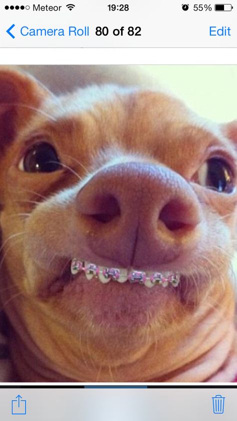 Ah he got braces - and they're PINK Cat With Braces, Baby Pink Braces, Animals With Braces, Braces Pink, Colored Braces, Tuna Dog, Pink Braces, Mom Haircut, Dog Crossbreeds