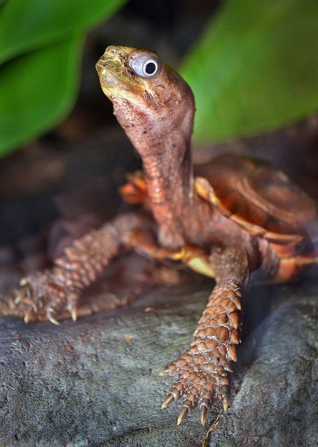 Sulcata Tortoise, Nature And Animals, Shell Game, Food Medicine, Tortoise Turtle, Turtle Love, Tiny Things, Amazing Photo, Crocodiles