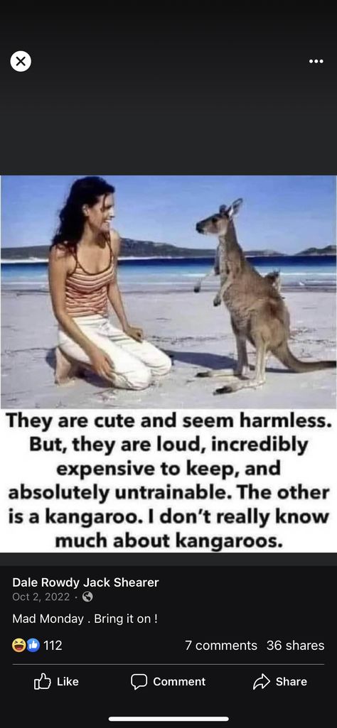 Kangaroo Funny, Senior Jokes, Memes Hilarious, Trust No One, Diy Funny, Good Humor, Funny Meme, Cute Photos, Kangaroo