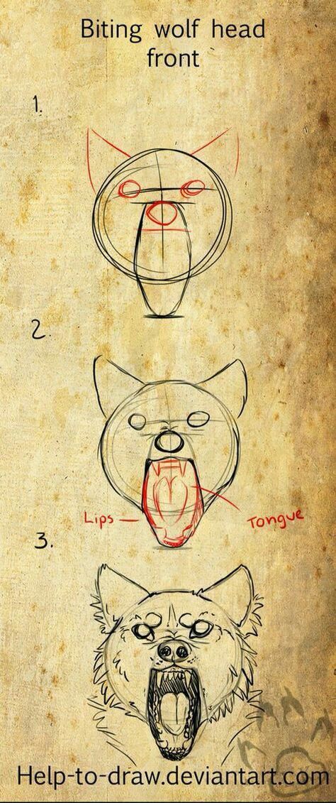 Wolf Sketch Reference, Animals Front View, Coyote Drawing Sketch, Front Facing Wolf Drawing, How To Draw Wolfs, Wolf Front View Reference, Wolf Drawing Front View, Front Facing Wolf, How To Draw Wolves