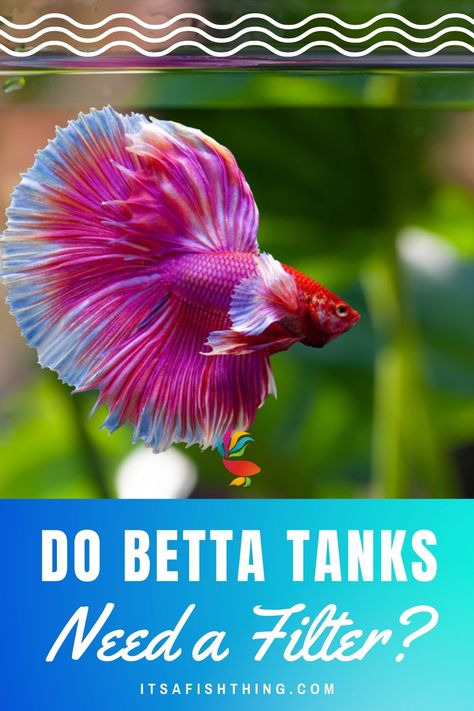 photo of a pink betta fish Betta Fish Tank With Other Fish, Beta Fish Centerpiece, Beta Fish Care, Betta Fish Tank Ideas, Beta Tank, Fish Centerpiece, Nano Reef Tank, Aquarium Filters, Fish Keeping