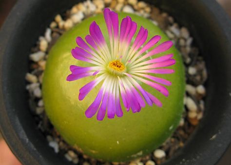 Conophytum burgeri Conophytum Burgeri, Plants Indoor, Cacti And Succulents, Indoor Plants, Cactus, Plants